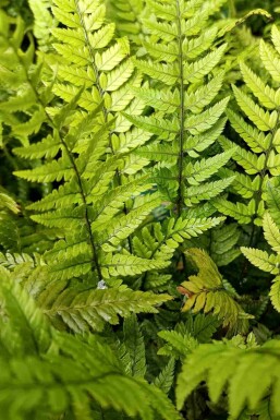 Koreansk ormbunke Polystichum tsussimense 5-10 i kruka P9 Polystichum tsussimense