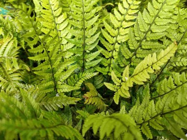 Koreansk ormbunke Polystichum tsussimense 5-10 i kruka P9 Polystichum tsussimense