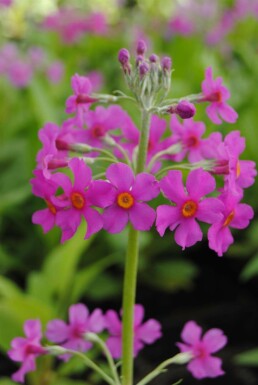 Majviva Primula beesiana 5-10 i kruka P9 Primula beesiana