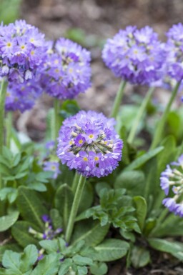 Bollviva Primula denticulata 5-10 i kruka P9 Primula denticulata