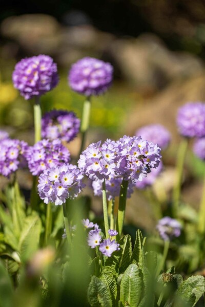 Primula denticulata