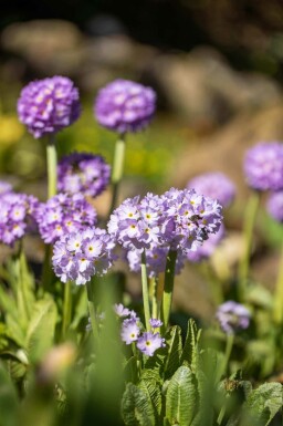 Bollviva Primula denticulata 5-10 i kruka P9 Primula denticulata
