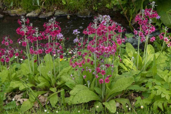 Primula pulverulenta