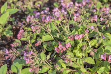 Pulmonaria officinalis