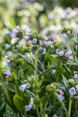 Lungört Pulmonaria saccharata 'Opal' 5-10 i kruka P9 Pulmonaria saccharata 'Opal'