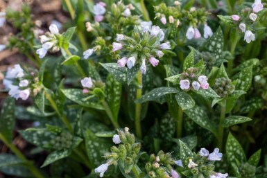 Lungört Pulmonaria saccharata 'Opal' 5-10 i kruka P9 Pulmonaria saccharata 'Opal'