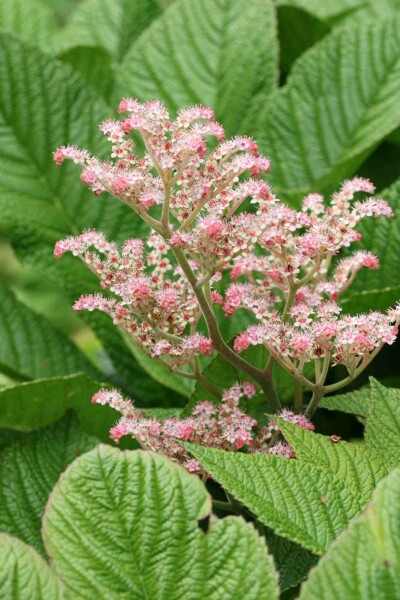 Skuggblad Rodgersia henrici 5-10 i kruka P9 Rodgersia henrici