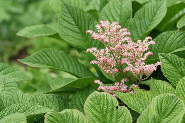 Rodgersia henrici