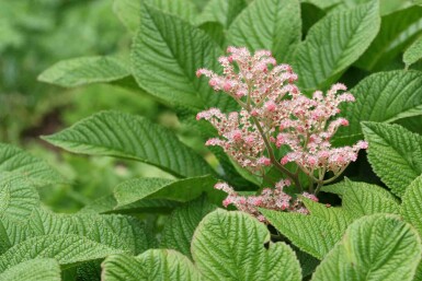 Skuggblad Rodgersia henrici 5-10 i kruka P9 Rodgersia henrici