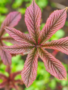 Fingerrodgersia Rodgersia pinnata 'Chocolate Wings' 5-10 i kruka P9 Rodgersia pinnata 'Chocolate Wings'