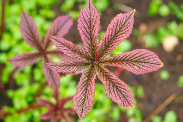 Rodgersia pinnata 'Chocolate Wings'