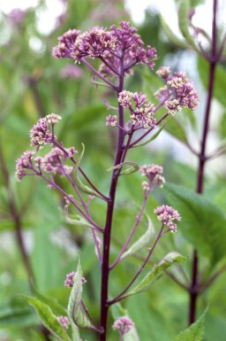 Rodgersia pinnata