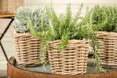 Rosmarin Rosmarinus officinalis 'Prostratus' 5-10 i kruka P9 Rosmarinus officinalis 'Prostratus'