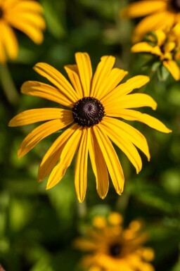 Solhatt Rudbeckia fulgida var deamii 5-10 i kruka P9 Rudbeckia fulgida var deamii