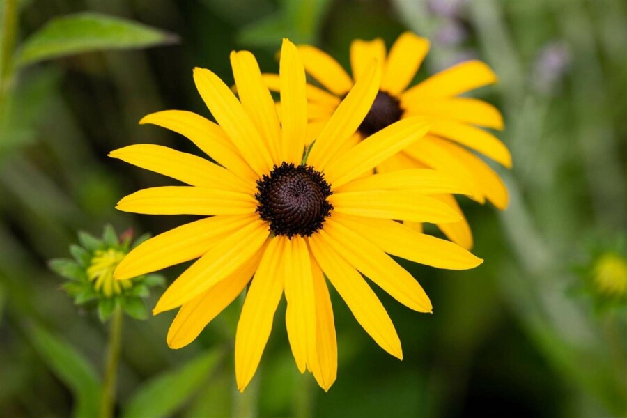 Solhatt Rudbeckia fulgida var deamii 5-10 i kruka P9 Rudbeckia fulgida var deamii