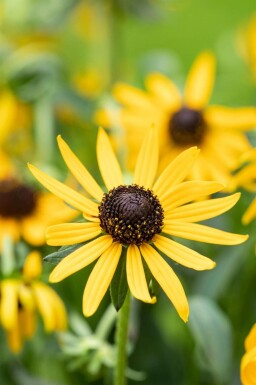 Solhatt Rudbeckia fulgida 'Little Goldstar' 5-10 i kruka P9 Rudbeckia fulgida 'Little Goldstar'