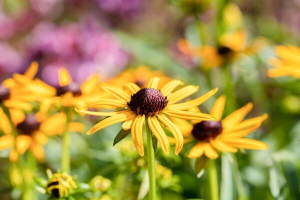 Rudbeckia fulgida 'Little Goldstar'