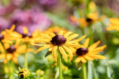 Solhatt Rudbeckia fulgida 'Little Goldstar' 5-10 i kruka P9 Rudbeckia fulgida 'Little Goldstar'