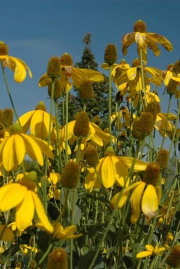 Solhatt Rudbeckia nitida 'Herbstsonne' 5-10 i kruka P9 Rudbeckia nitida 'Herbstsonne'