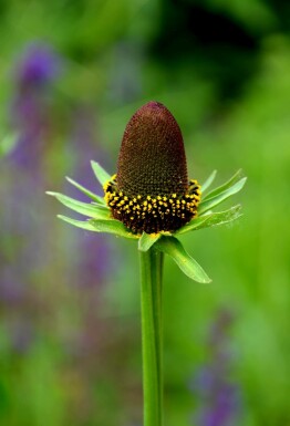 Solhatt Rudbeckia occidentalis 'Green Wizard' 5-10 i kruka P9 Rudbeckia occidentalis 'Green Wizard'