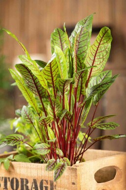 Rödsyra Rumex sanguineus 5-10 i kruka P9 Rumex sanguineus