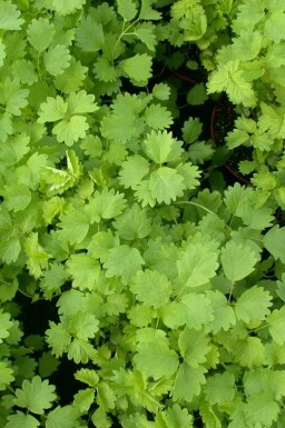 Blodrot Sanguisorba minor 5-10 i kruka P9 Sanguisorba minor