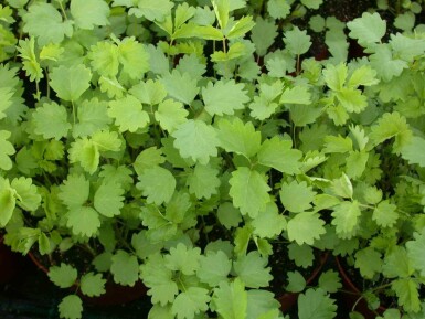 Blodrot Sanguisorba minor 5-10 i kruka P9 Sanguisorba minor