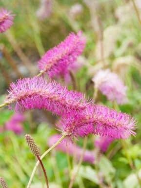 Pimpinell Sanguisorba obtusa 5-10 i kruka P9 Sanguisorba obtusa