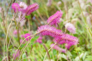 Pimpinell Sanguisorba obtusa 5-10 i kruka P9 Sanguisorba obtusa