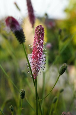 Blodtopp Sanguisorba officinalis 'Pink Tanna' 5-10 i kruka P9 Sanguisorba officinalis 'Pink Tanna'