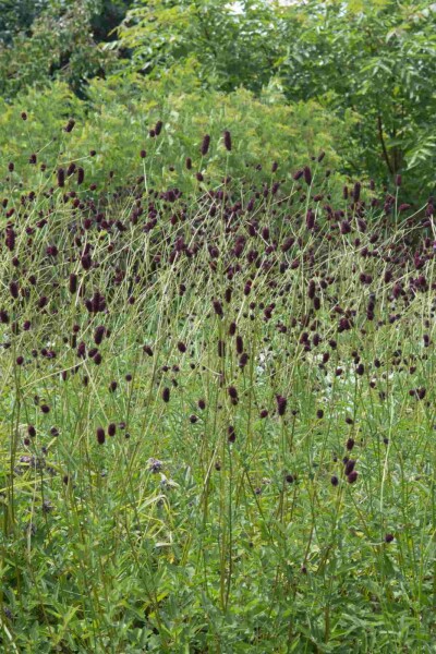Sanguisorba officinalis 'Red Thunder'