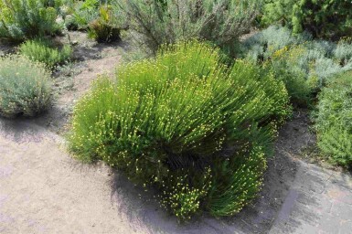 Gråmalört Santolina rosmarinifolia 5-10 i kruka P9 Santolina rosmarinifolia