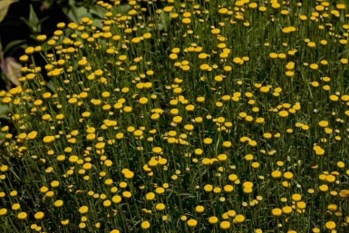 Gråmalört Santolina rosmarinifolia 5-10 i kruka P9 Santolina rosmarinifolia