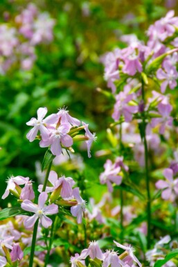 Såpnejlika Saponaria officinalis 5-10 i kruka P9 Saponaria officinalis