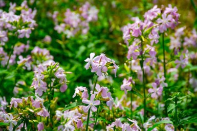 Såpnejlika Saponaria officinalis 5-10 i kruka P9 Saponaria officinalis