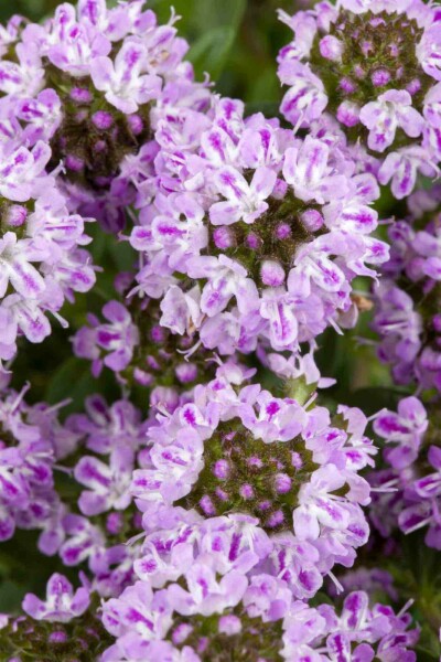 Vinterkyndel Satureja montana 5-10 i kruka P9 Satureja montana