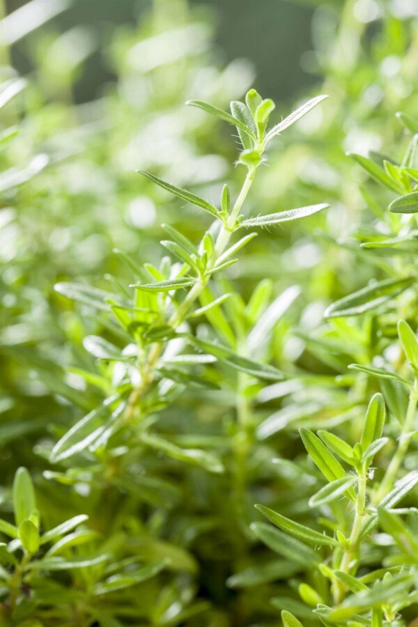 Vinterkyndel Satureja montana 5-10 i kruka P9 Satureja montana