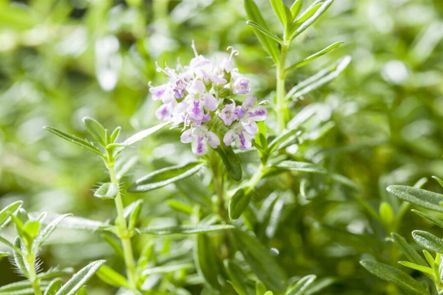 Vinterkyndel Satureja montana 5-10 i kruka P9 Satureja montana