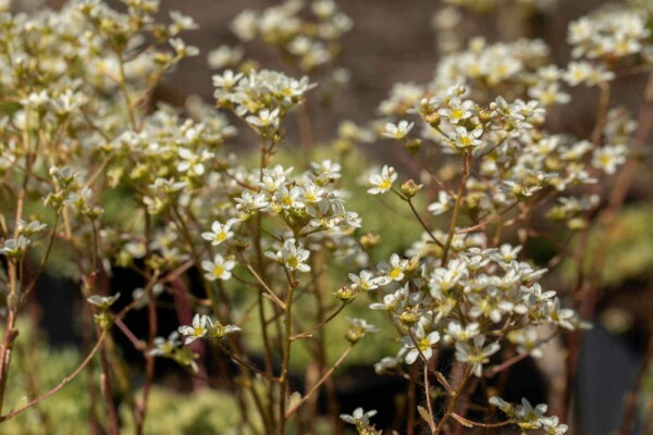 Saxifraga paniculata