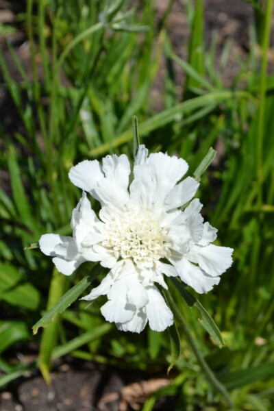 Scabiosa caucasica 'Alba'