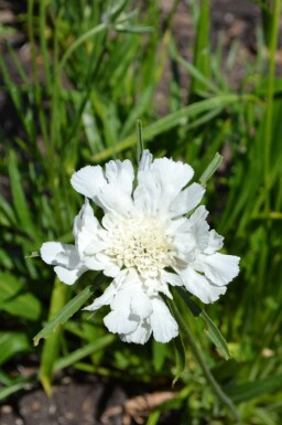 Jättevädd Scabiosa caucasica 'Alba' 5-10 i kruka P9 Scabiosa caucasica 'Alba'