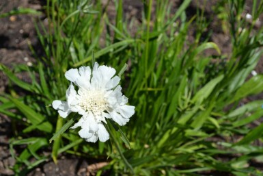 Jättevädd Scabiosa caucasica 'Alba' 5-10 i kruka P9 Scabiosa caucasica 'Alba'