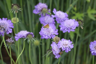 Scabiosa columbaria 'Butterfly Blue'