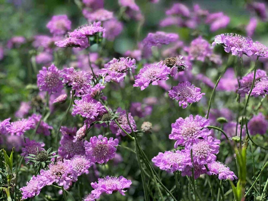 Fältvädd Scabiosa columbaria 'Pink Mist' 5-10 i kruka P9 Scabiosa columbaria 'Pink Mist'