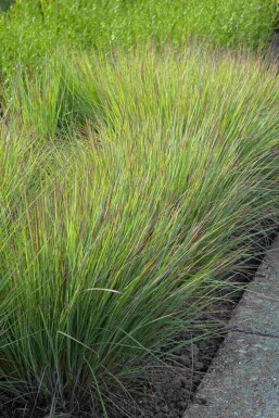Blågräs Schizachyrium scoparium 'Standing Ovation' 5-10 i kruka P9 Schizachyrium scoparium 'Standing Ovation'
