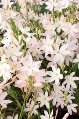 Vit kafirlilja Schizostylis coccinea 'Alba' 5-10 i kruka P9 Schizostylis coccinea 'Alba'
