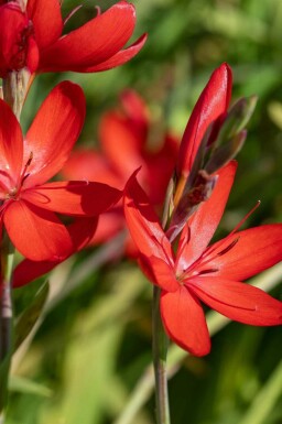 Fackellilja Schizostylis coccinea 'Major' 5-10 i kruka P9 Schizostylis coccinea 'Major'