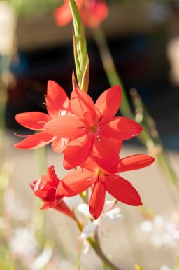 Fackellilja Schizostylis coccinea 'Major' 5-10 i kruka P9 Schizostylis coccinea 'Major'