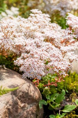 Vit fetknopp Sedum album 5-10 i kruka P9 Sedum album