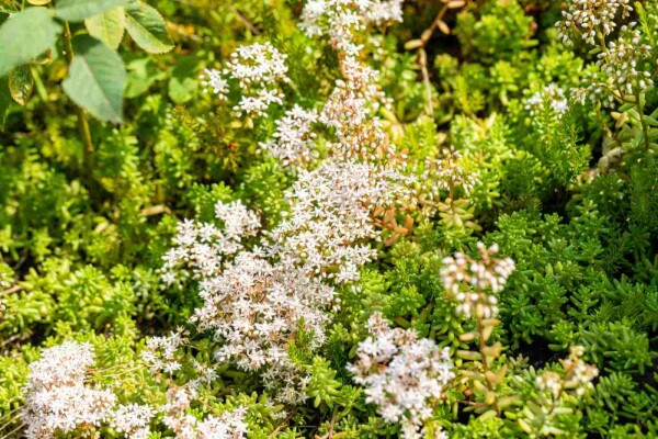Sedum album